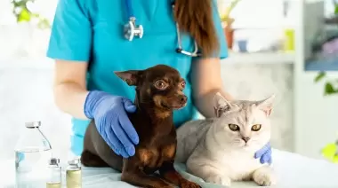 🐶 Castraciones gratuitas en City Bell: Cuándo, dónde y cómo sacar un turno