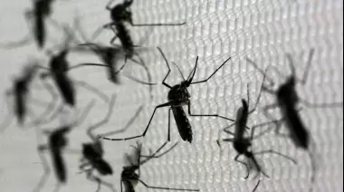 🦟 El CONICET explica: ¿Por qué hay menos mosquitos en City Bell, Gonnet y Villa Elisa?