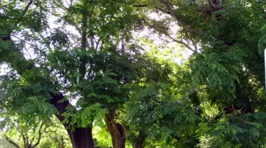 Este sábado 25: Reconocimiento arbóreo en Plaza Belgrano de City Bell
