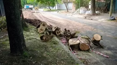 City Bell: Denuncian una depredación masiva de árboles en histórica esquina