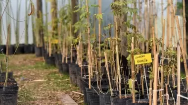 🌎 Día de la Tierra en Villa Elisa: ¡Buscá tu árbol nativo gratis en el Parque Ecológico Municipal!