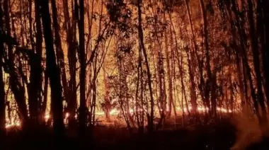Incendio en Parque Pereyra: Activistas denuncian que fue intencional