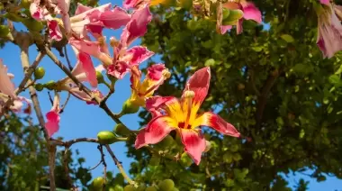 Entre City Bell y Villa Elisa: ¿Cuándo y dónde retirar tu árbol gratis por el Día de la Tierra?