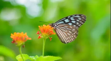 🦋 Sábado en Villa Elisa: Descubrí la biodiversidad del Camino Negro guiado por una especialista
