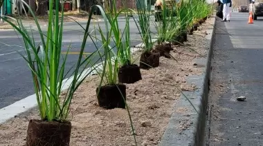 Forestan con 400 árboles importante avenida de la región