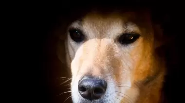 Bronca y alerta en Gonnet: Aparecieron perros y pájaros envenenados