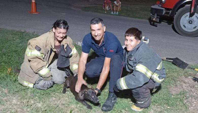 ❤️ Bomberos héroes en La Plata salvaron a un cachorro atrapado en un desagüe