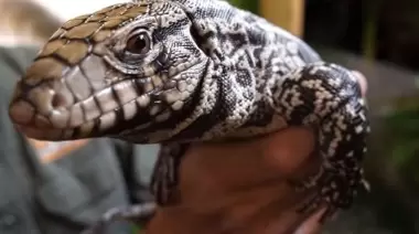 Un lagarto suelto en Gonnet