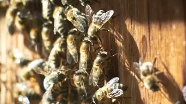 En City Bell una casa fue copada por más de 20.000 abejas
