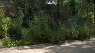 En El Rincón crecen las quejas por el estado de abandono y culpan a la Delegación