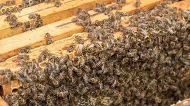 Llegó la primavera y con ella las abejas: ¿Qué tengo que hacer si encuentro un enjambre dentro de mi casa?