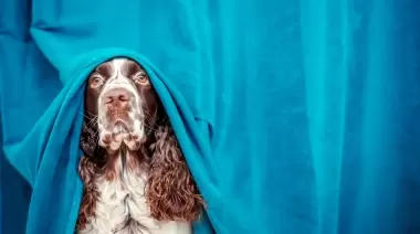 Consejos para cuidar a tus queridas mascotas de los efectos de la pirotecnia en las fiestas