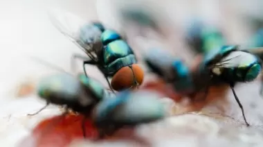 City Bell: Contaminación, malos olores, y ahora: ¿Invasión de moscas?