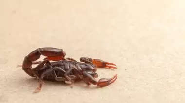 Escorpiones en Gonnet: ¿Cómo tengo que actuar ante su presencia?