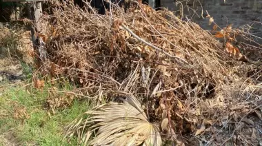 Basura acumulada: En City Bell los ladrones la usan para esconderse