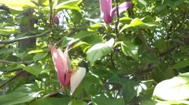 Parque Ecológico: Anotate al taller de plantas silvestres comestibles