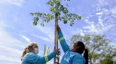 El "Plan de Forestación" pasó por la Plaza Mitre de City Bell