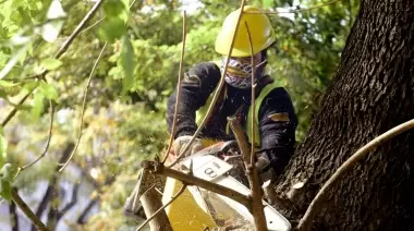 Temporada de poda: comienzan los trabajos en City Bell, Villa Elisa y Gonnet