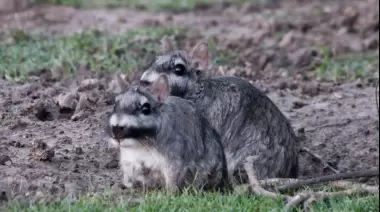 Parque Pereyra: Escapaban con animales agonizando y fueron detenidos