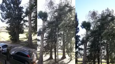 Peligro: Preocupación de vecinos de Villa Elisa por altura de árboles