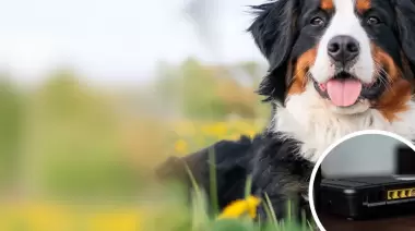 En Zona Norte te roban desde cables de luz e internet hasta el perro