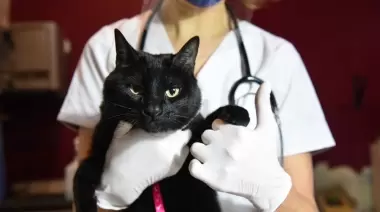 Vacunación, desparasitación y atención veterinaria gratis en City Bell