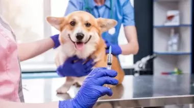 Viernes 2 de julio: Vacunación antirrábica gratuita en El Rincón