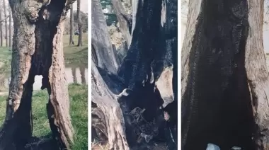 Insólito: ¿Es necesaria una campaña para que no incineres un árbol?