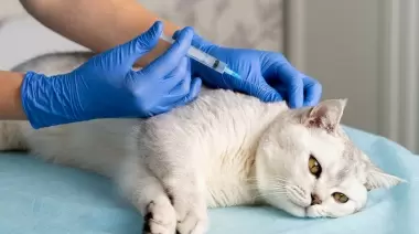 ¿Cuándo y dónde?: Atención veterinaria gratuita para tus mascotas