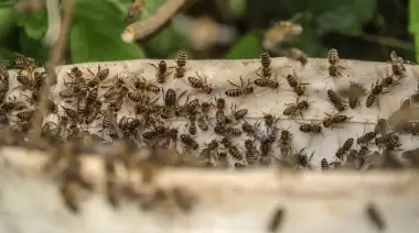 Primavera y enjambres de abejas bajo la mirada de un especialista