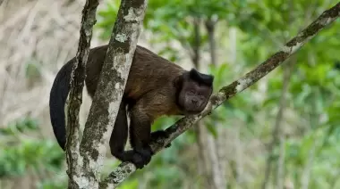 Sorpresa por mono suelto en Villa Elisa: ¿Se escapó del ECAS?