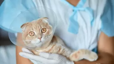 Castraciones masivas gratuitas: ¿Llega un quirófano móvil a la ciudad?