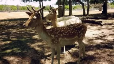 🐒 Vuelven las visitas educativas guiadas al ECAS: ¿Cómo solicitarlas?
