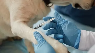 Cuidado animal en Gonnet: Vacunación antirrábica gratuita este viernes