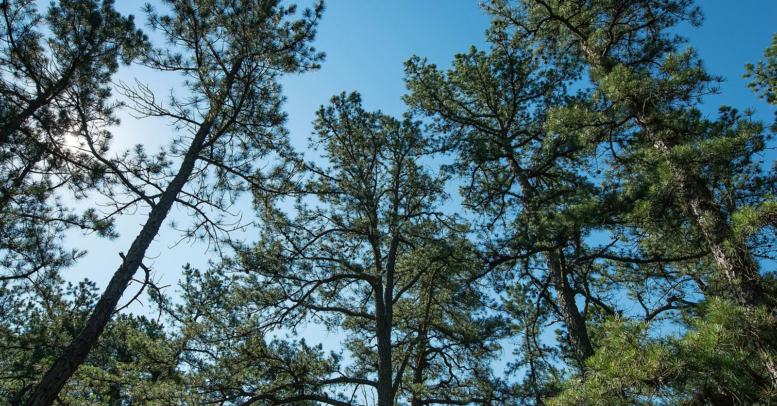 Conversando sobre nuestros árboles en las plazas de la ciudad