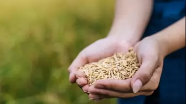 ¿Qué pasa con la entrega de semillas del INTA en Villa Elisa?