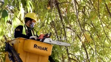 Poda Municipal para despejar luces y cámaras en City Bell y Villa Elisa