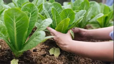 🍅 La Huerta de Casa: El programa municipal que es furor en la Zona Norte platense
