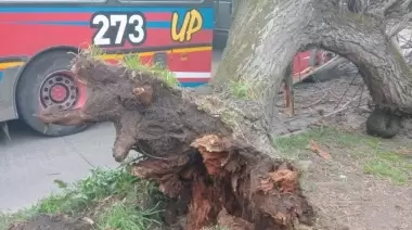 Susto en Gonnet: Un árbol cayó arriba de un micro de línea