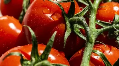 🍅 Misión sabor: Premian a la Estación Experimental Gorina por rescatar el tomate criollo