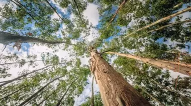 🌳 Parque Pereyra Iraola: Marcha atrás a la tala de 200 hectáreas de eucaliptus