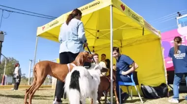 Este finde en Villa Elisa: Atención médica, Castraciones, Ofertas y más