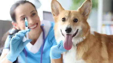 Vacunación antirrábica en City Bell y Villa Elisa: 3 días para acercarte gratis