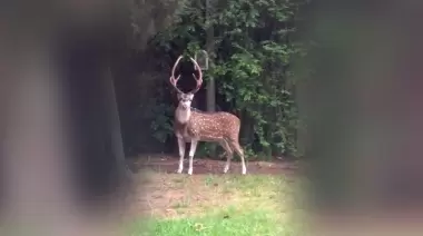 Video: Un ciervo suelto en City Bell causó sorpresa entre los vecinos