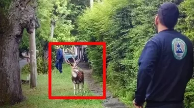 Desapareció el ciervo de City Bell: ¿Qué se sabe hasta el momento?