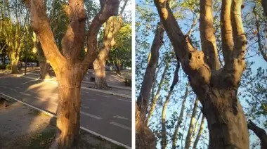 🌳 Sequía en City Bell: Peligran árboles de 70 años en plaza Belgrano