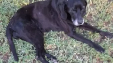 🚨 Buscan a una famosa perra de City Bell: ¿Quién se llevó a La Negra?