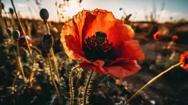 🌱 Guía de septiembre: ¿Qué plantas crecen en tu parque y podés recolectar para saborear?