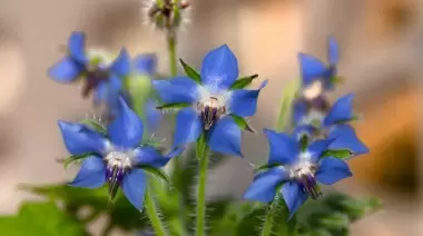 🌸 Nutrición de octubre: Guía de platos naturales con plantas silvestres de City Bell y Villa Elisa