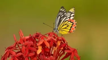 🟢 Festival de la Biodiversidad en el Parque Pereyra Iraola: ¿Cuándo es y de qué trata?